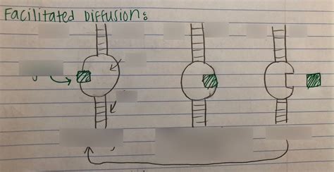 Facilitated Diffusion Diagram | Quizlet