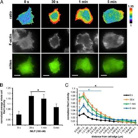 Spatiotemporal Coordination Of Rac1 Cdc42 And Rhoa Activation Download Scientific Diagram