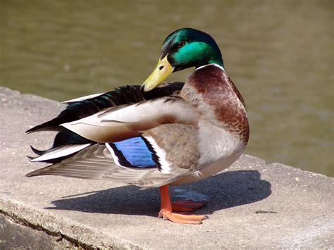 Kostenlose Foto Vogel Fl Gel Tier Schnabel Fauna Gefl Gel Ente