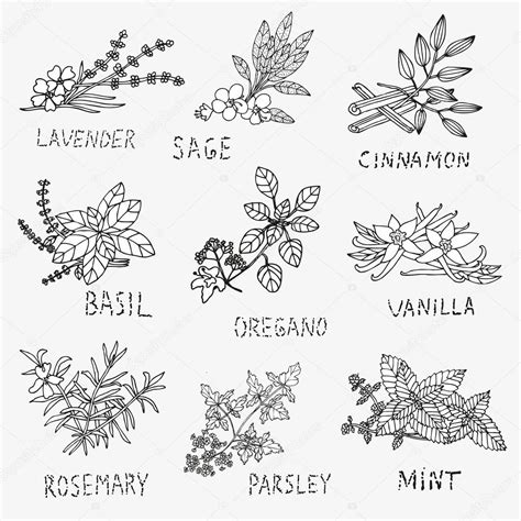 Hand drawn culinary herbs — Stock Vector © Chantall #63160503