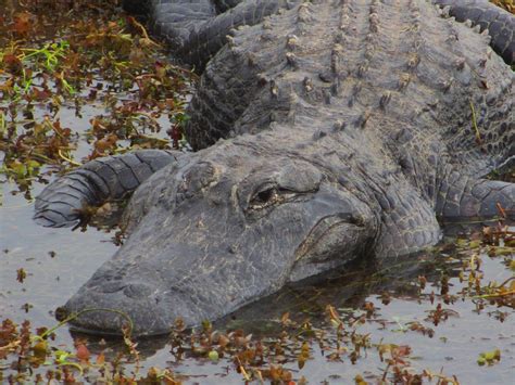 Cannundrums: American Alligator - Florida