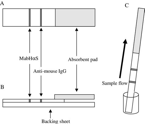 Schematic Representation Of The Immunochromatographic Test Strip A A