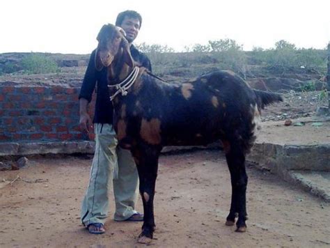 Tall Bakra - Bakra Eid Images & Photos