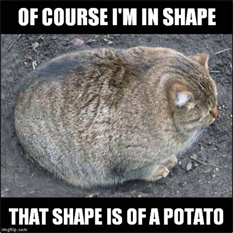 Sad Potato Cat Meme