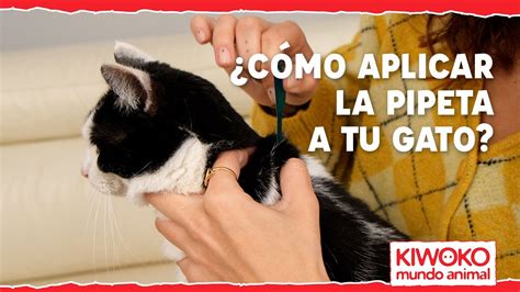 Cómo poner una PIPETA a un GATO Paso a paso YouTube