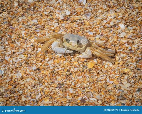 Little Ghost Crab Stock Image Image Of Pairs Legs 212361773