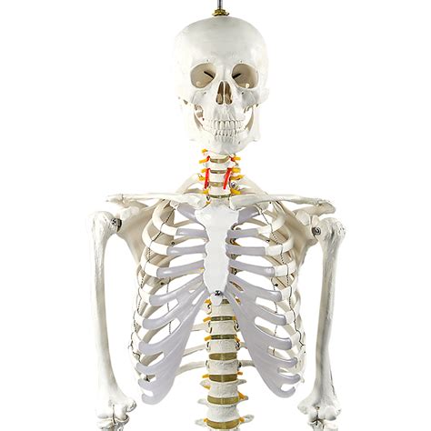 Human Skeleton Anatomical Model 180cm