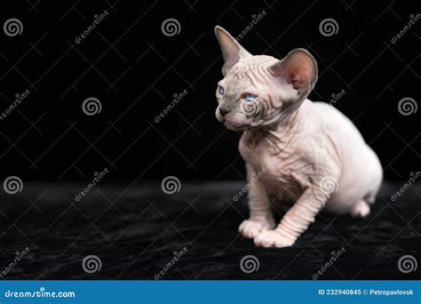 Hairless Kitten Of Canadian Sphynx Cat Breed Blue Mink With White Color