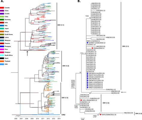 A Circulating Lineages Of Rsv A On Genotype Globally During To