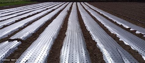 Siddhi Mulch Film 25 Micron Color Silver Black 2 Feet 400 Meter