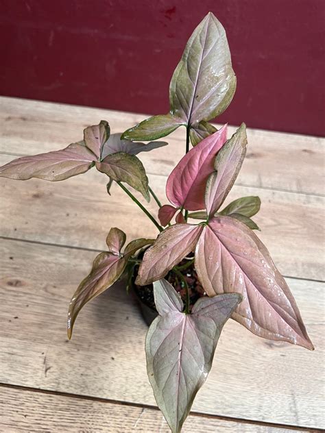 Syngonium Pink Schott Pink Perfection In 4 Pot Etsy