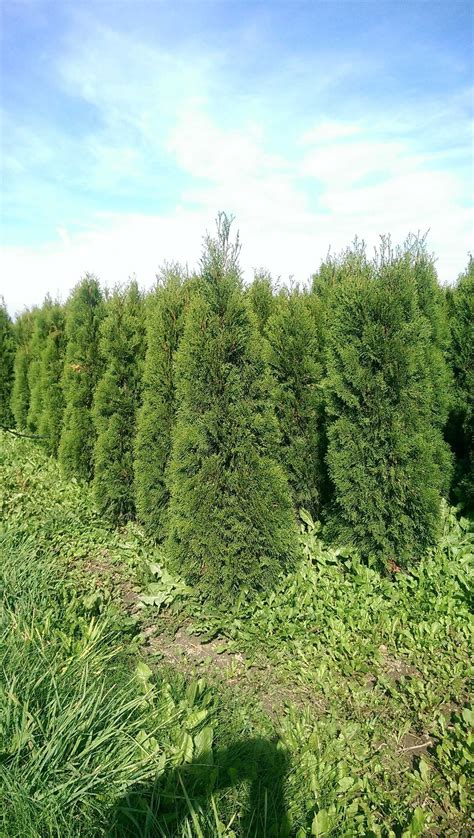 Tuja szmaragd 120 140 cm Thuja smaragd FV Balot Wysył gratis Chojnice