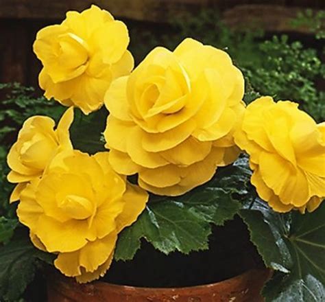 Бегония грандифлора с едър 13 см цвят жълта - Begonia grandiflora ...