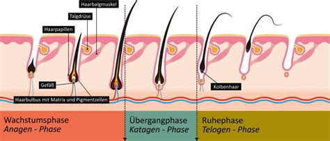 Der Haarzyklus Anatomie und physiologie Gesundheit und schönheit Haare