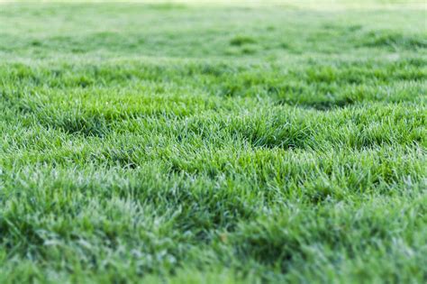 Grass Photos, Download The BEST Free Grass Stock Photos & HD Images 