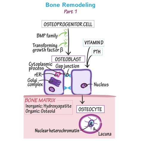 Gross Anatomy Glossary: Bone Remodeling | Draw It to Know It