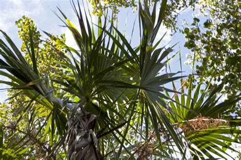 Florida Thatch Palm Tree | ClipPix ETC: Educational Photos for Students ...