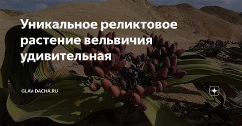 Уникальное реликтовое растение вельвичия удивительная | Glav-Dacha.ru ...