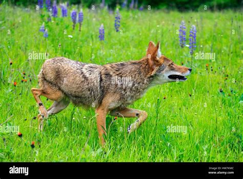 United States Minnesota Coyote Canis Latrans Stock Photo Alamy