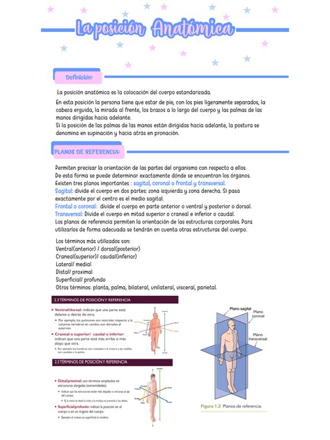 Apuntes TEMA 2 Tema 2 Anatomía La posiciÛn AnatÛmica La posiciÛn