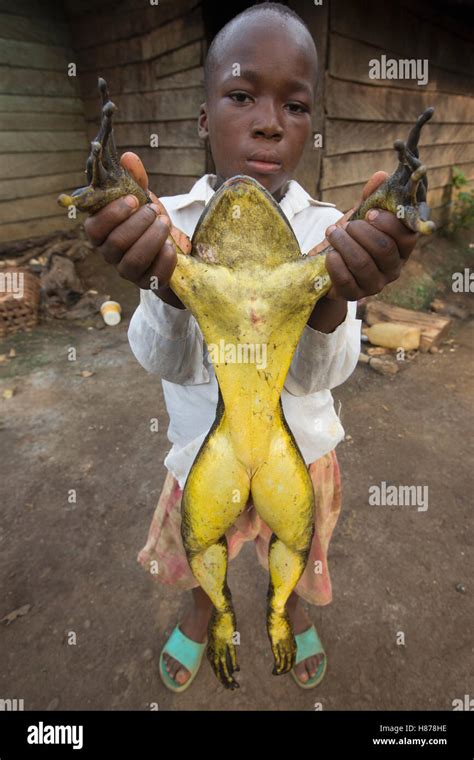 Goliath Frog (Conraua goliath) endangered species hunted for food ...