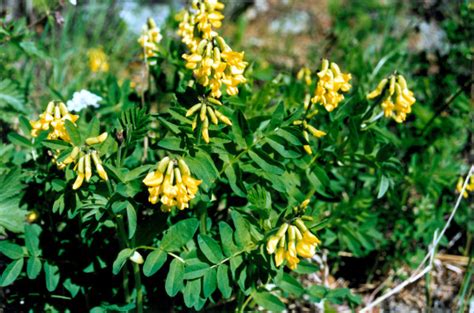 Астрагал перепончатый, желтый корень (Astragalus membranaceus)