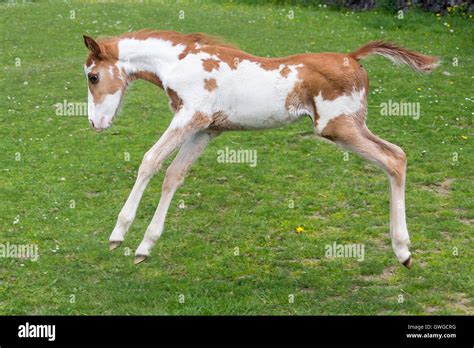 American paint horse action hi-res stock photography and images - Alamy