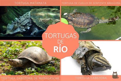 Todo Lo Que Debes Saber Sobre La Tortuga De R O Caracter Sticas