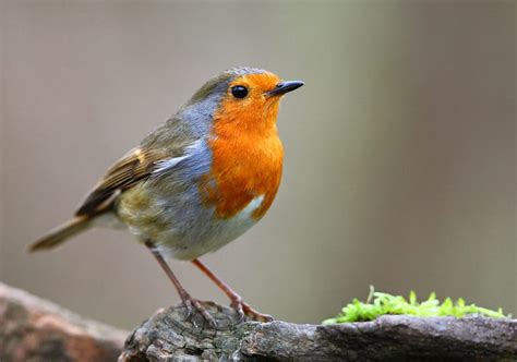 Robin Symbolism & Meaning (+Totem, Spirit & Omens) | World Birds