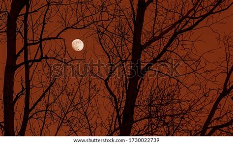 Full Moon Behind Naked Tree Branches Stock Photo 1730022739 Shutterstock