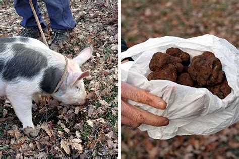 What Is A Truffle And Why Are They So Expensive Truffle Butter