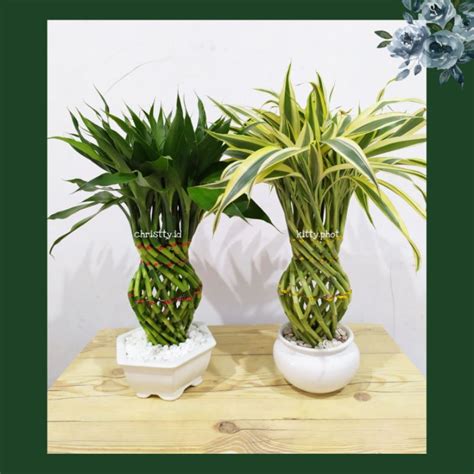 Jual Bambu Hoki Variegata Bambu Model Guci Lucky Bamboo Shopee