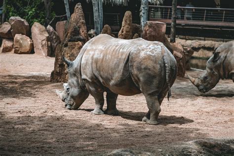 A Rhinoceros in the Zoo · Free Stock Photo