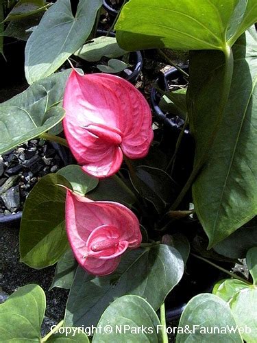 Nparks Anthurium Andraeanum Double Spathe