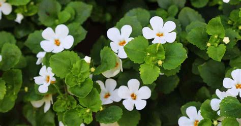 Bacopa Plant Care: How To Grow Annual Sutera Cordata