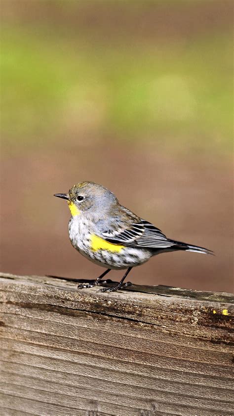 Yellow Rumped Warbler Audubon Field Guide