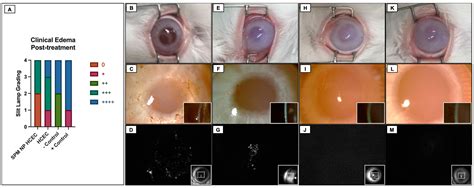 Ijms Free Full Text A Framework For Human Corneal Endothelial Cell Culture And Preliminary