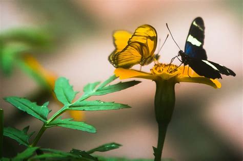 Butterflies Are In Bloom At Dow Gardens Butterfly House