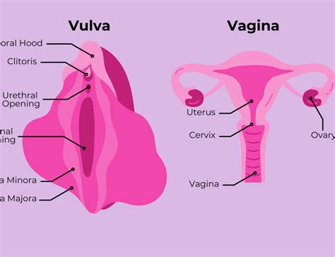 Vagina Anatomy Archives Best Uro Gynecologist Los Angeles OB GYN Glendale Dr Michael Tahery