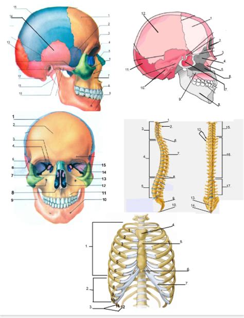 Axial Skeleton Labeling Quiz Diagram | Quizlet