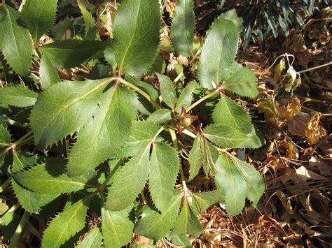 Colorado Mountain Gardener Hellebores