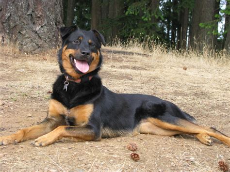 Retriever Labrador: Border Collie Rottweiler Mix