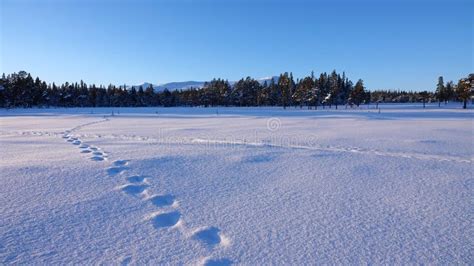 Moose Tracks in Snow in are Valadalen in Jamtland in Sweden Stock Photo - Image of landscape ...