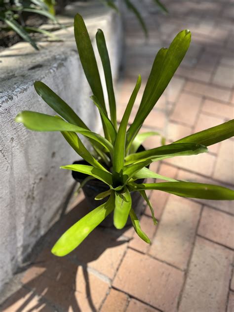 Bromeliad Matchstick Aechmea Gamosepala Tarantula Lab