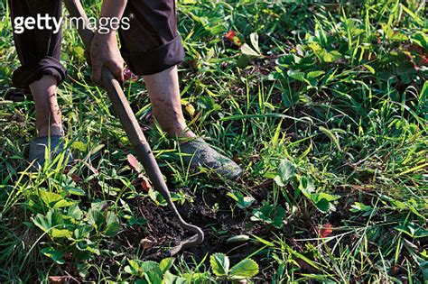 The Farmer Weeds The Garden And Removes The Weeds