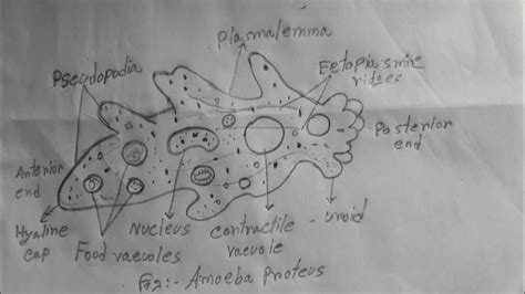 Amoeba Proteus Diagram