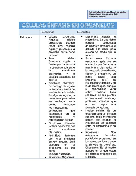 Cuadro Comparativo Entre Celula Eucariota Y Procariota Cuadro Images