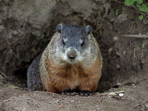 Groundhog Wallpapers Wallpaper Cave