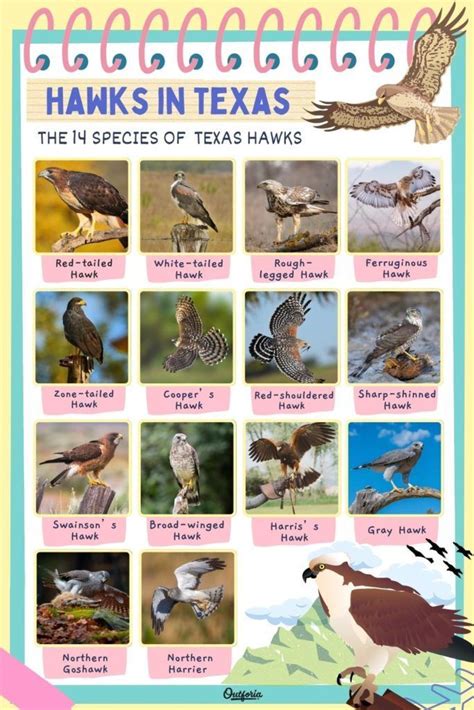 The 14 Amazing Hawks in Texas | Hawk species, Texas infographic, Texas