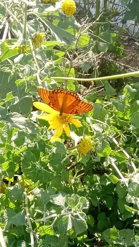 Mariposa Pasionaria Motas Blancas Desde Santa Ana Coapan Pue